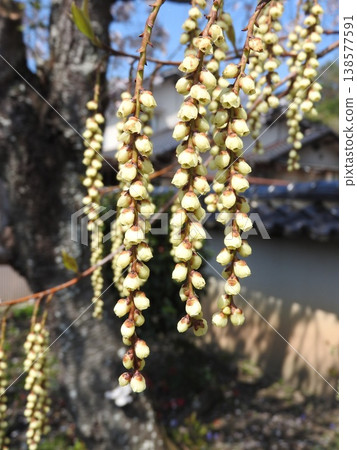 Kibushi花:雄花 Kibushi花:雄花 138577591