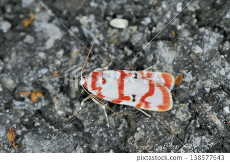 A male *Agrilus erythrosora* (Ishigaki Island, Okinawa Prefecture) 138577643