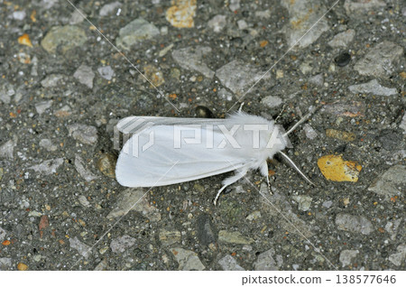 American White Moth (Shiretoko, Hokkaido) American White Moth (Shiretoko, Hokkaido) 138577646