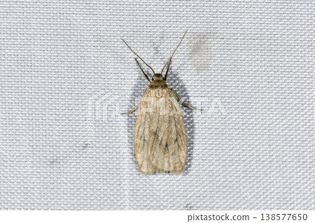 Cross-striped slender moth (Tsurui Village, Hokkaido) Cross-striped slender moth (Tsurui Village, Hokkaido) 138577650