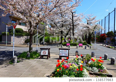 野見川綠道沿線櫻花和其他春季花卉的景色（世田谷區深澤市） 138577663