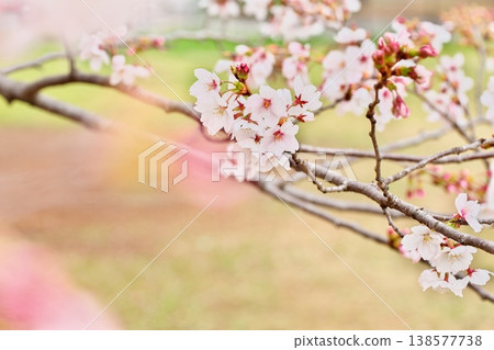 盛開的櫻花，春天的氣息，以及日本的景色 138577738