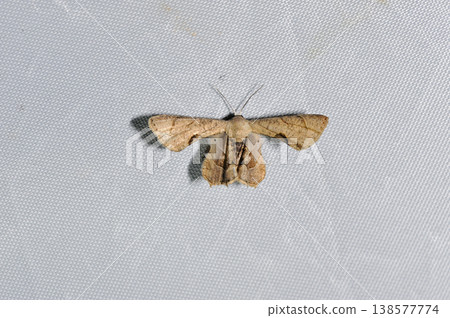 Common Marubane Futao (Ishigaki Island, Okinawa Prefecture) 138577774