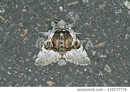 黑金剛獸（北海道薩馬尼町） 138577776