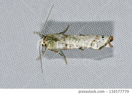 羽右衛門林加（北海道知床市） 138577779