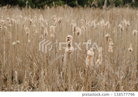 Ear of the Gama 138577796