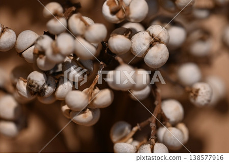 乾花 乾花 138577916