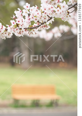 Cherry blossoms in bloom, the scent of spring and the scenery of Japan Cherry blossoms in bloom, the scent of spring and the scenery of Japan 138577989