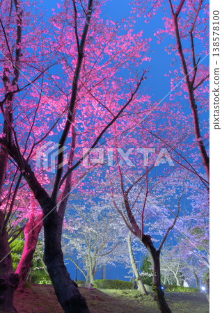 The enchanting illumination of cherry blossoms at night and the spring night sky The enchanting illumination of cherry blossoms at night and the spring night sky 138578100