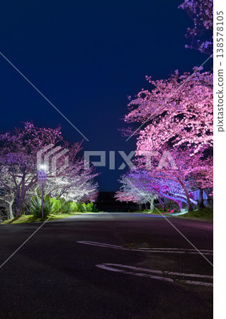 夜晚櫻花迷人的燈光和春夜的星空 夜晚櫻花迷人的燈光和春夜的星空 138578105