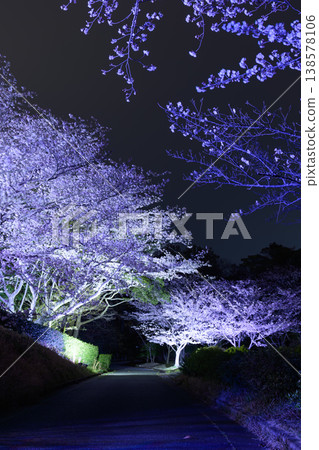 夜晚櫻花迷人的燈光和春夜的星空 夜晚櫻花迷人的燈光和春夜的星空 138578106