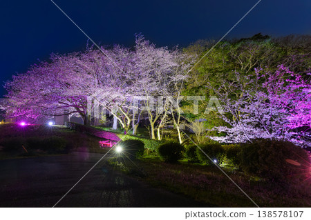 夜晚櫻花迷人的燈光和春夜的星空 夜晚櫻花迷人的燈光和春夜的星空 138578107