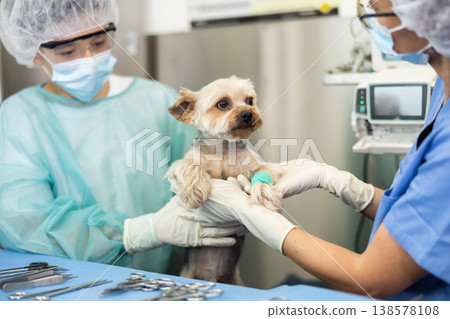 Yorkshire Terrier with bandaged paw receiving medical attention at veterinary clinic Yorkshire Terrier with bandaged paw receiving medical attention at veterinary clinic 138578108