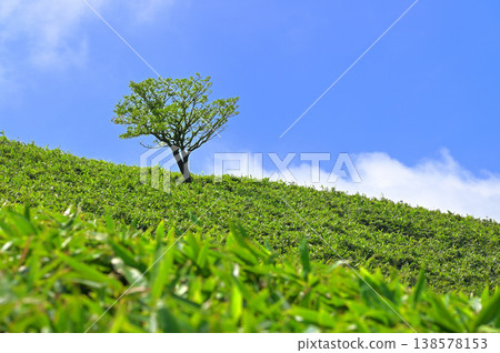 Izu Peninsula, Izu Mountain Ridge Trail, a single green tree on Mount Daruma in a bamboo grass field, Copy space Izu Peninsula, Izu Mountain Ridge Trail, a single green tree on Mount Daruma in a bamboo grass field, Copy space 138578153