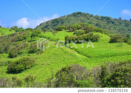 Izu Mountain Ridge Trail on the Izu Peninsula: Green Little Daruma Mountain 138578156