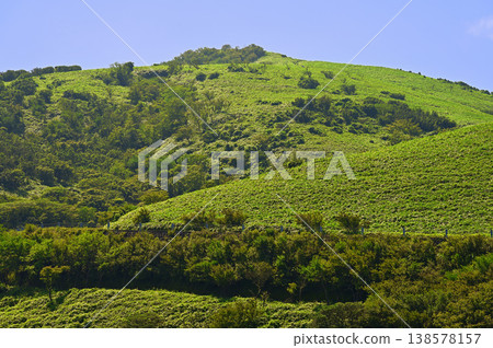 Izu Mountain Ridge Trail on the Izu Peninsula: Summer Greenery of Daruma Mountain Izu Mountain Ridge Trail on the Izu Peninsula: Summer Greenery of Daruma Mountain 138578157