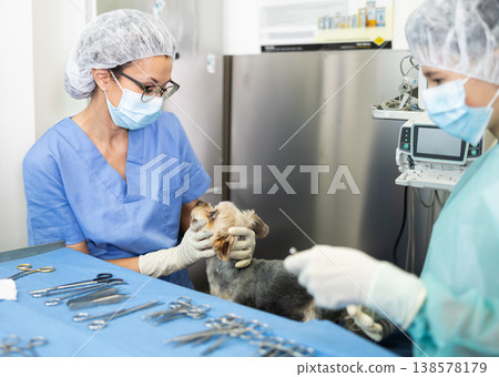 Veterinary female doctor and guy assistant carry out examination and treatment of Yorkshire terrier 138578179