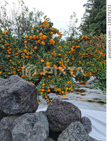 This is a Jeju tangerine farm with basalt stone walls. This is a Jeju tangerine farm with basalt stone walls. 138578231