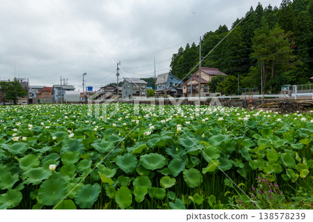 250803 十日町市川路堤岸的蓮花 250803 十日町市川路堤岸的蓮花 138578239