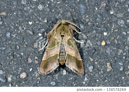 雄性 *Euproctis similis* 蛾（北海道鶴井村） 138578269