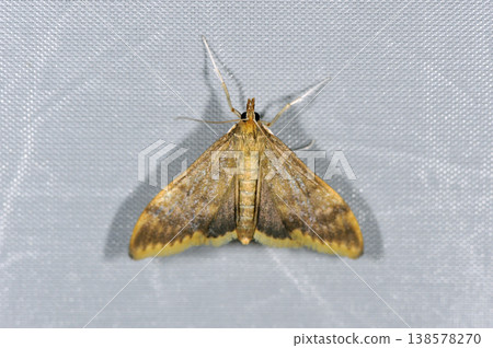 雌性鉤葉蛾（北海道層雲峽） 138578270