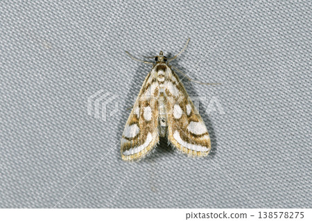 Ginmon Mizumeiga（北海道知床） 138578275