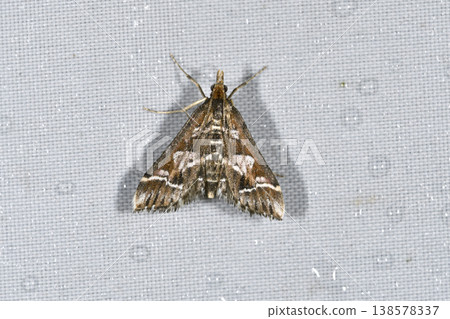 White-spotted Pyralid Moth (Tsurui Village, Hokkaido) 138578337