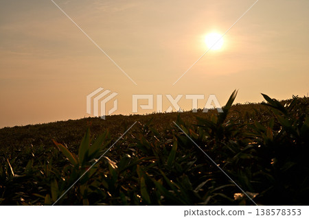 The sunrise over the bamboo grass fields of Daruma Mountain on the Izu mountain ridge trail of the Izu Peninsula. The sunrise over the bamboo grass fields of Daruma Mountain on the Izu mountain ridge trail of the Izu Peninsula. 138578353