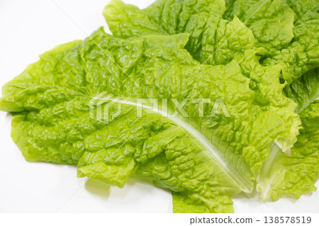 生菜 生菜 138578519