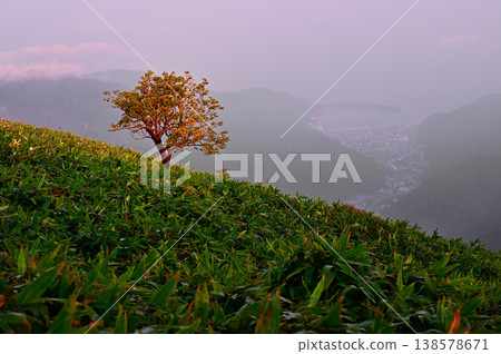 Izu Mountain Ridge Trail on the Izu Peninsula: A single tree on Daruma Mountain and Toda Fishing Port in the morning. Izu Mountain Ridge Trail on the Izu Peninsula: A single tree on Daruma Mountain and Toda Fishing Port in the morning. 138578671