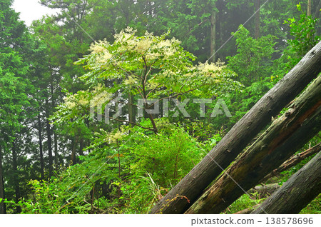 Izu Peninsula, near Garansan on the Izu Mountain Ridge Trail, Aralia elata tree Izu Peninsula, near Garansan on the Izu Mountain Ridge Trail, Aralia elata tree 138578696