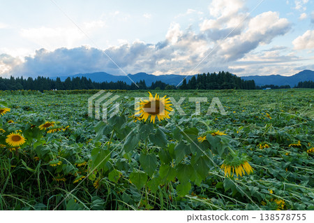 250808 Tsunan Town Sunflower Field 250808 Tsunan Town Sunflower Field 138578755