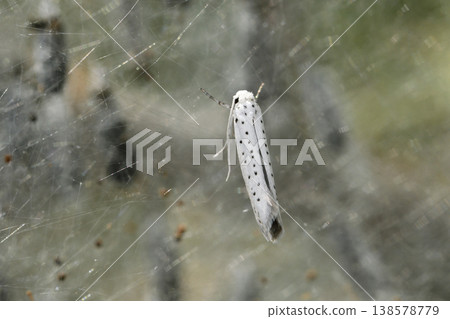 Apple ermine (Koshimizu Town, Hokkaido) Apple ermine (Koshimizu Town, Hokkaido) 138578779