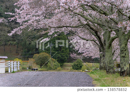 A spring tree-lined street covered in a carpet of cherry blossoms and the falling petals. A spring tree-lined street covered in a carpet of cherry blossoms and the falling petals. 138578832