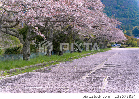 春天，綠樹成蔭的街道上鋪滿了櫻花，花瓣紛紛飄落。 138578834