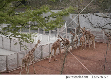 A scene with giraffes at a zoo A scene with giraffes at a zoo 138578976