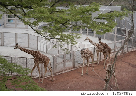 動物園裡長頸鹿的場景 138578982
