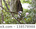 A scene from early summer: A Siberian Blue Robin standing in front of rhododendrons. 138578988