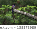 An excited-looking Japanese Paradise Flycatcher with its crest raised. 138578989