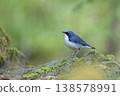 A standing Siberian Blue Robin 138578991