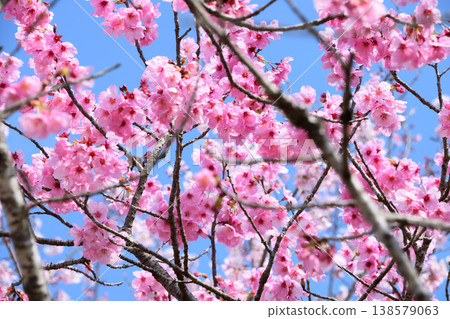 Flowers in full bloom (sunshine) Flowers in full bloom (sunshine) 138579063
