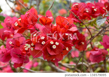 Southern Okinawa: Red Bougainvillea Southern Okinawa: Red Bougainvillea 138579095