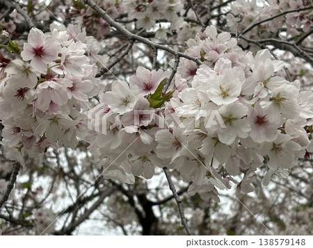 櫻花盛開 138579148