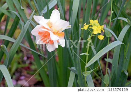 盛開的花朵（重瓣水仙花補種） 138579169