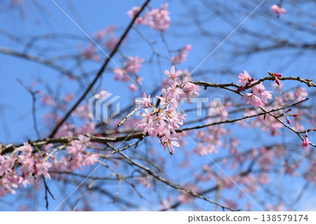 盛開的花朵(小松乙女) 盛開的花朵(小松乙女) 138579174