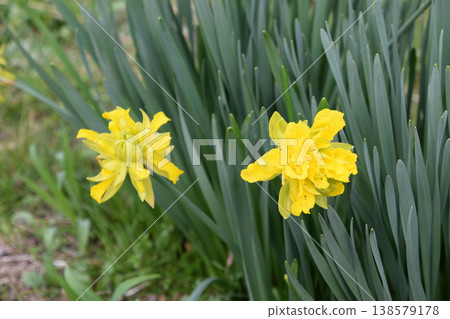 Flowers in full bloom (Double-flowered narcissus 'Gold Rain') Flowers in full bloom (Double-flowered narcissus 'Gold Rain') 138579178