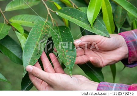 Cropped shot view of gardener holding durian tree leaf with Algal leaf spot occurs caused by the parasitic algae appears as rust-colored patches on leaves. 138579276