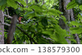 Ruddy Kingfisher in the depths of the forest 138579300