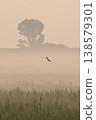A Spotted Harrier in the Morning Mist - Part 1 138579301