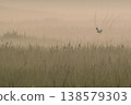 A Spotted Harrier in the Morning Mist - Part 2 138579303